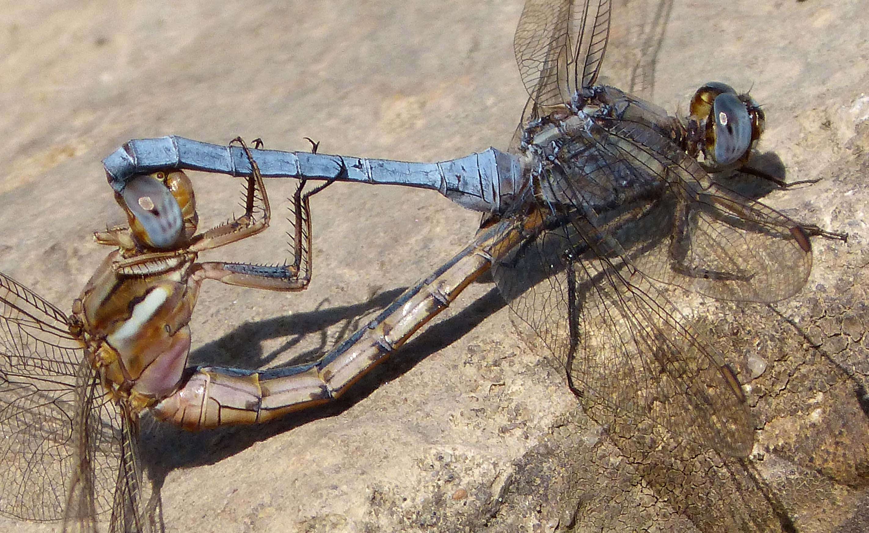 Image of Skimmers (Dragonflies)