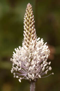 Image of Hoary Plantain