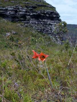 Image of Hippeastrum glaucescens (Mart. ex Schult. & Schult. fil.) Herb.