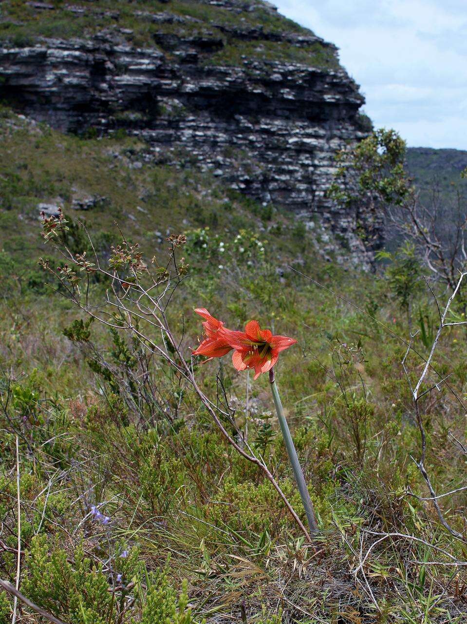 صورة Hippeastrum glaucescens (Mart. ex Schult. & Schult. fil.) Herb.