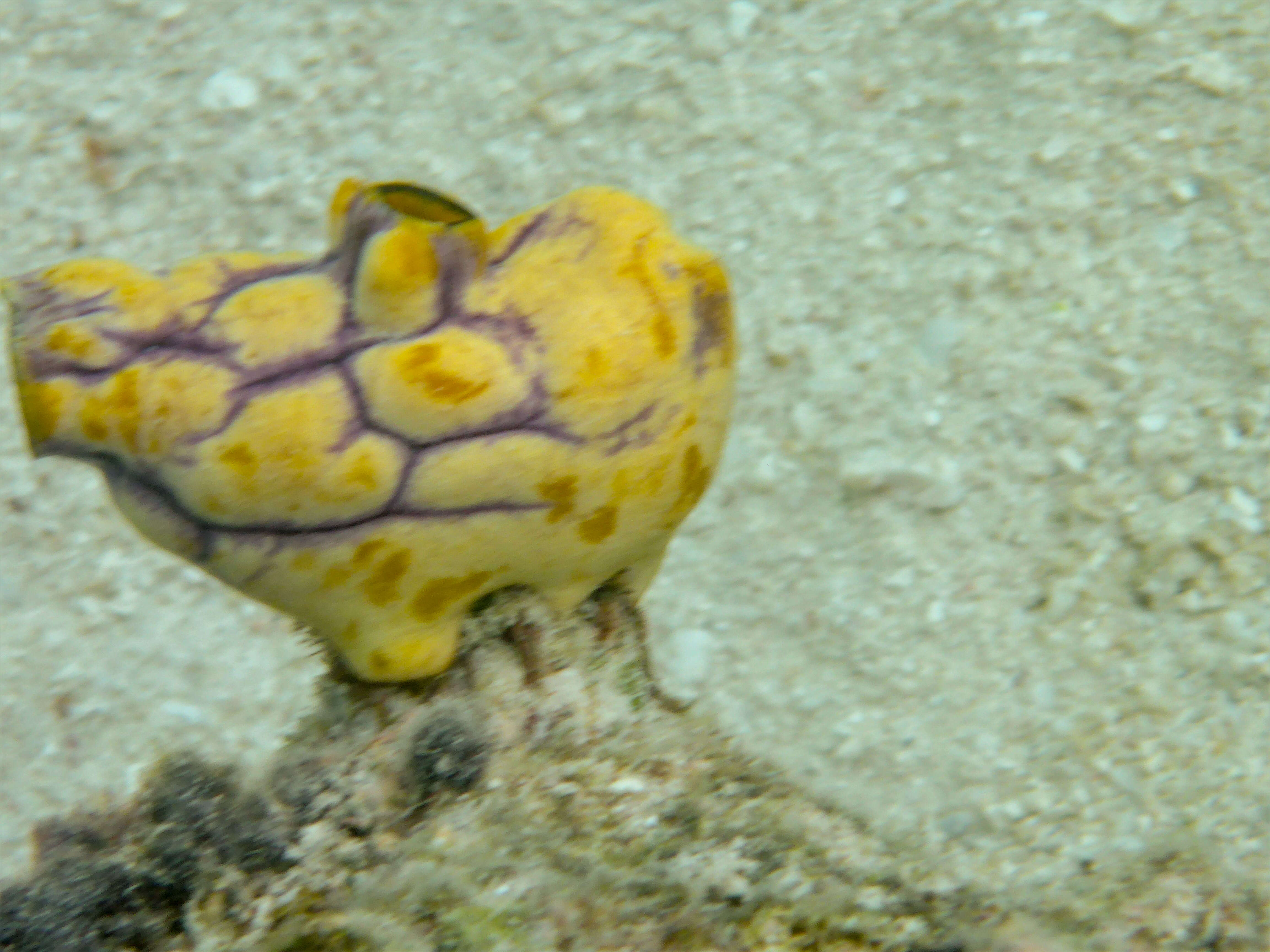 Image of Ox heart ascidian