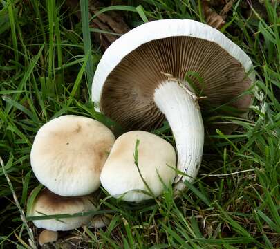 Image de Cyclocybe cylindracea (DC.) Vizzini & Angelini 2014