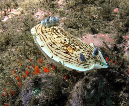 Image of Variable creamy grey tip slug