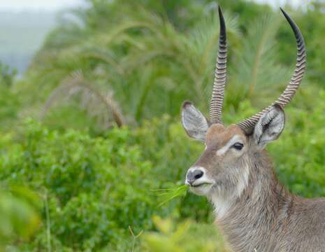 Image of Reduncinae