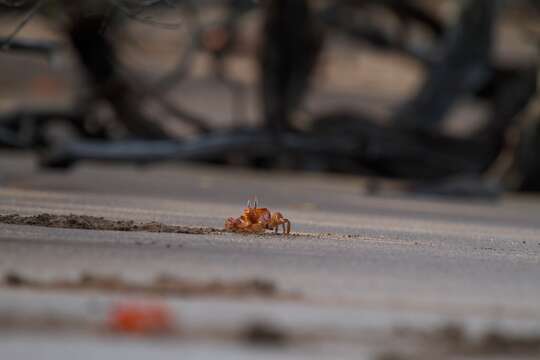 Image of Galapagos Ghost Crab