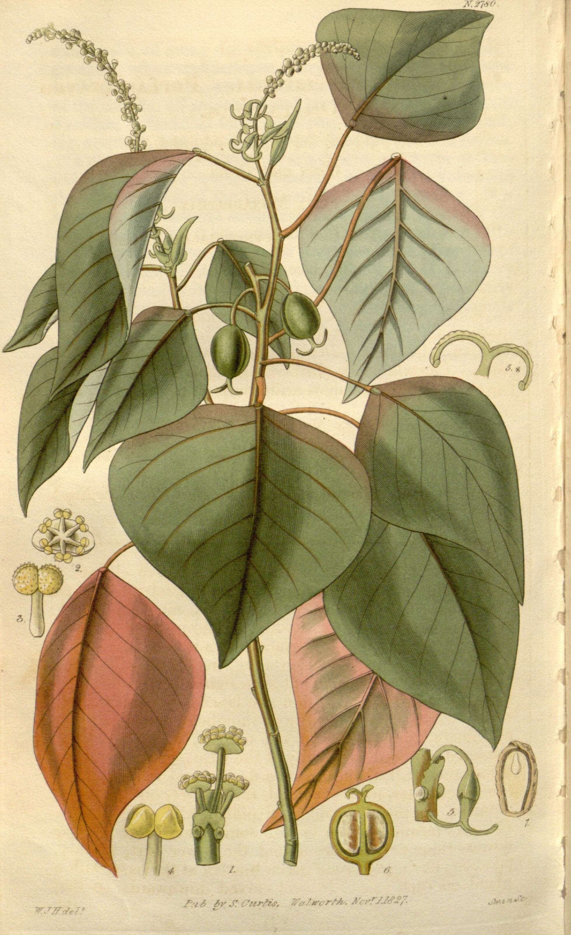 Image of Homalanthus