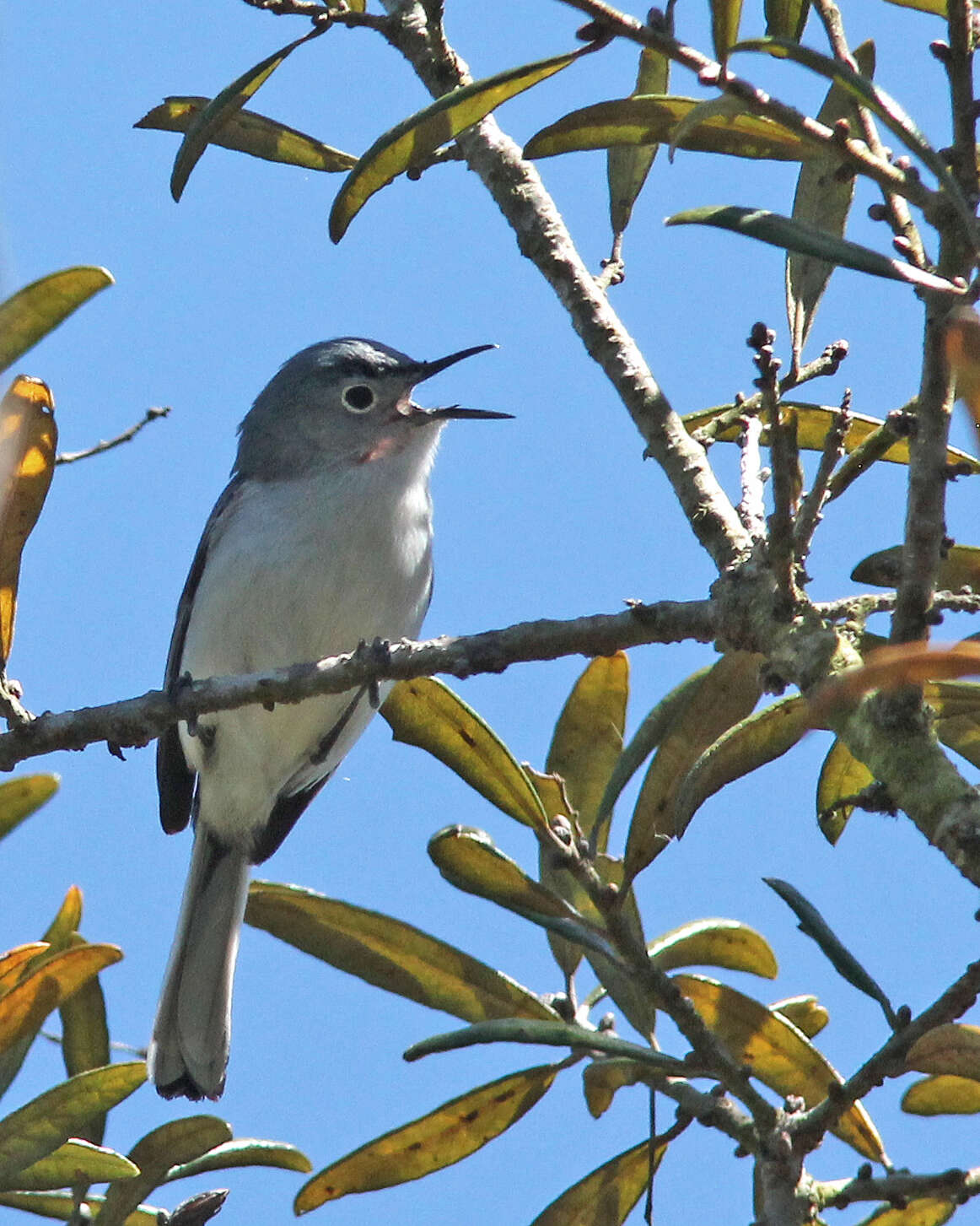 Image of gnatcatchers