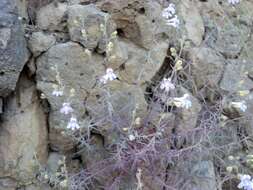 Image of Riggin's penstemon