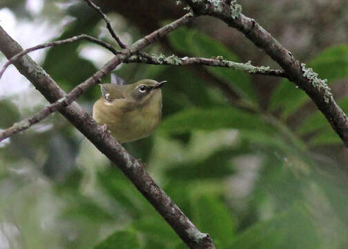 Image of Black-throated Blue Warbler