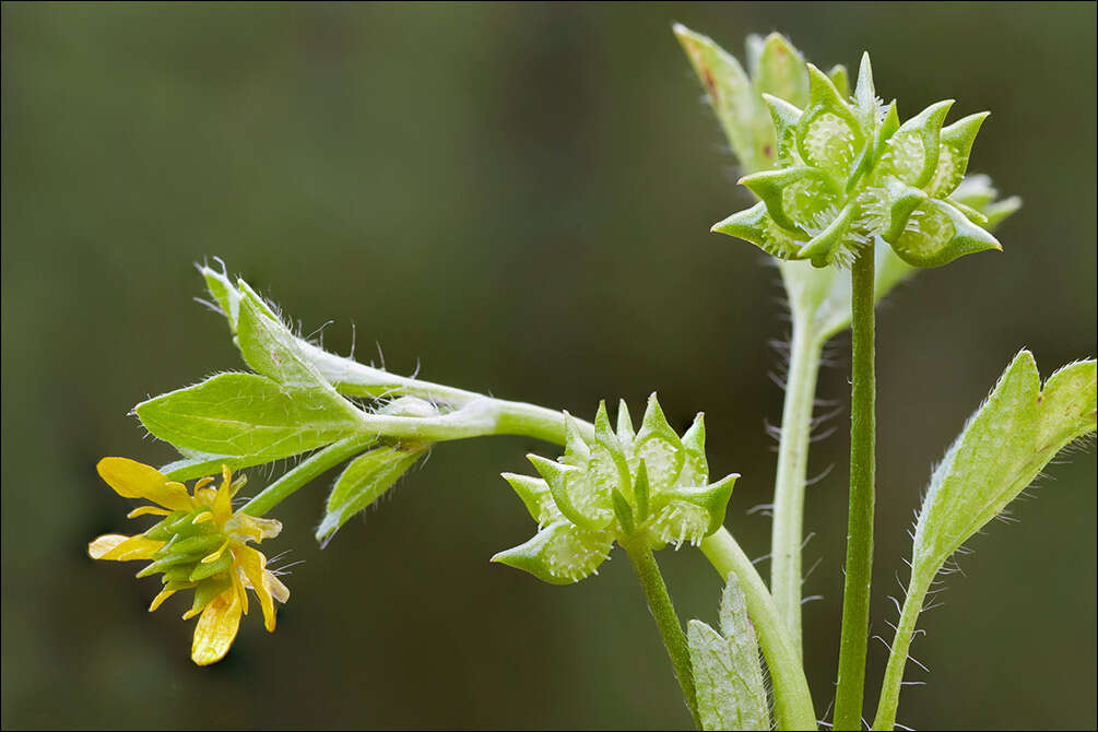 Image de Ranunculus muricatus L.