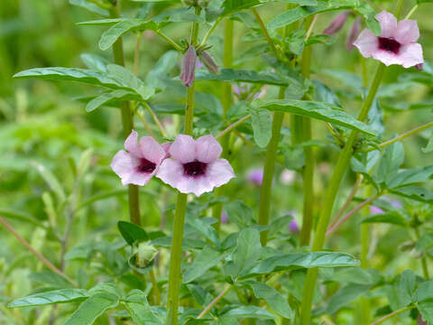 Image of Sesamum triphyllum Welw. ex Aschers.