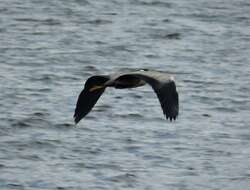 Image of Grey Heron