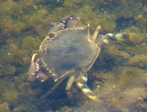 Image of blue crab