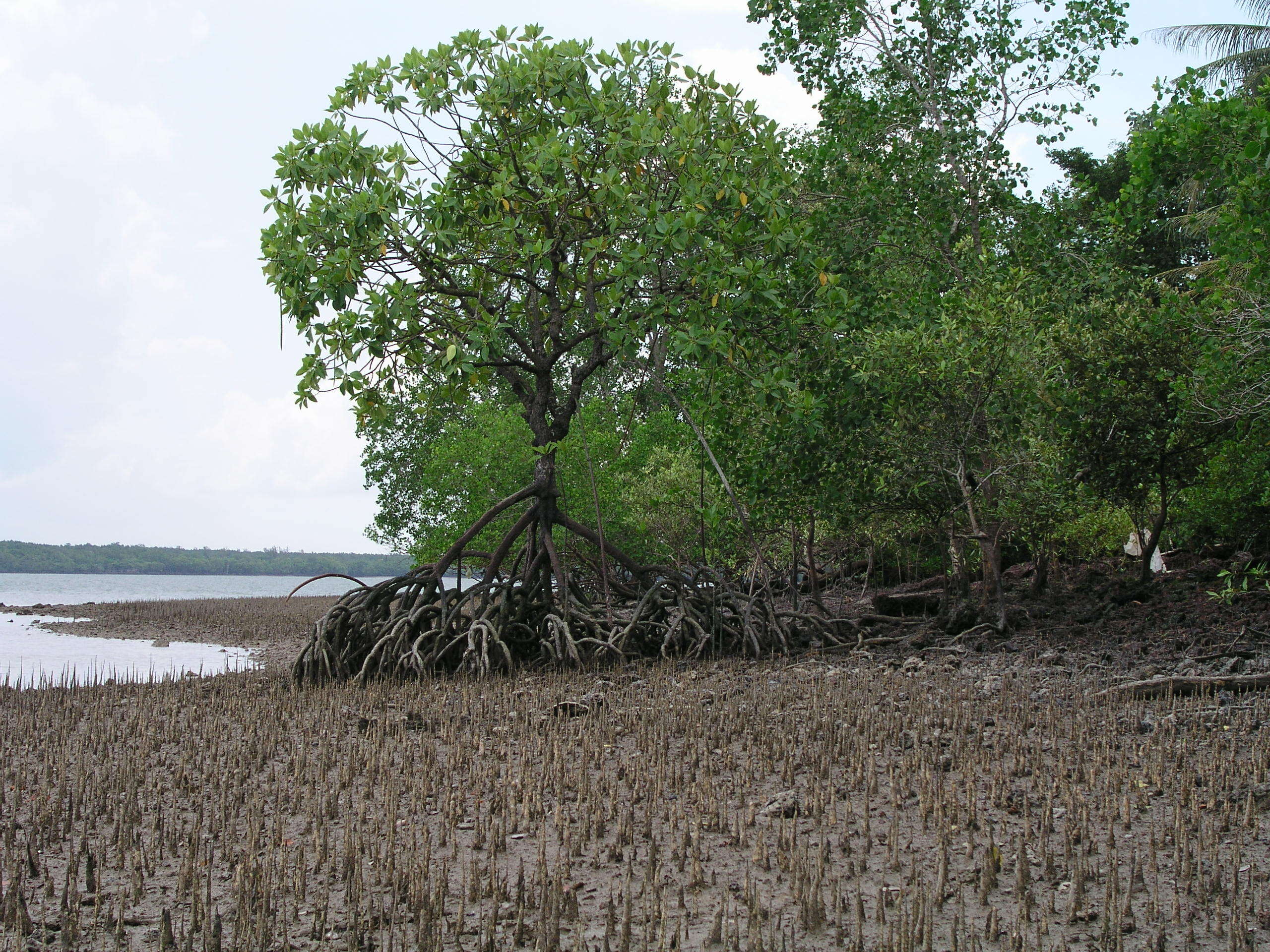 Image of mangrove