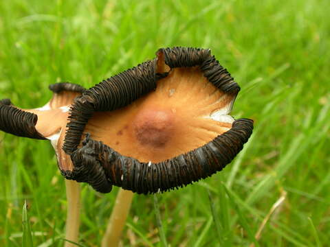 Image of Coprinellus