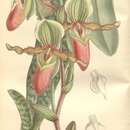 Слика од Paphiopedilum victoria-mariae (Sander ex Rolfe) Rolfe
