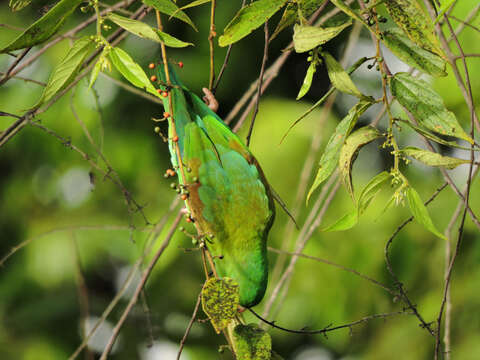 Image of Orange-chinned Parakeet