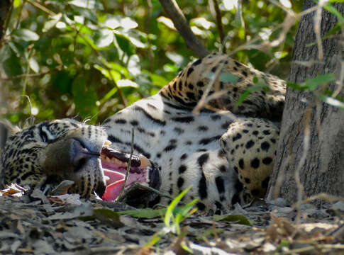 Image of Jaguar