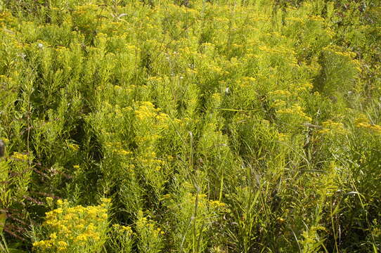 Image of flat-top goldentop