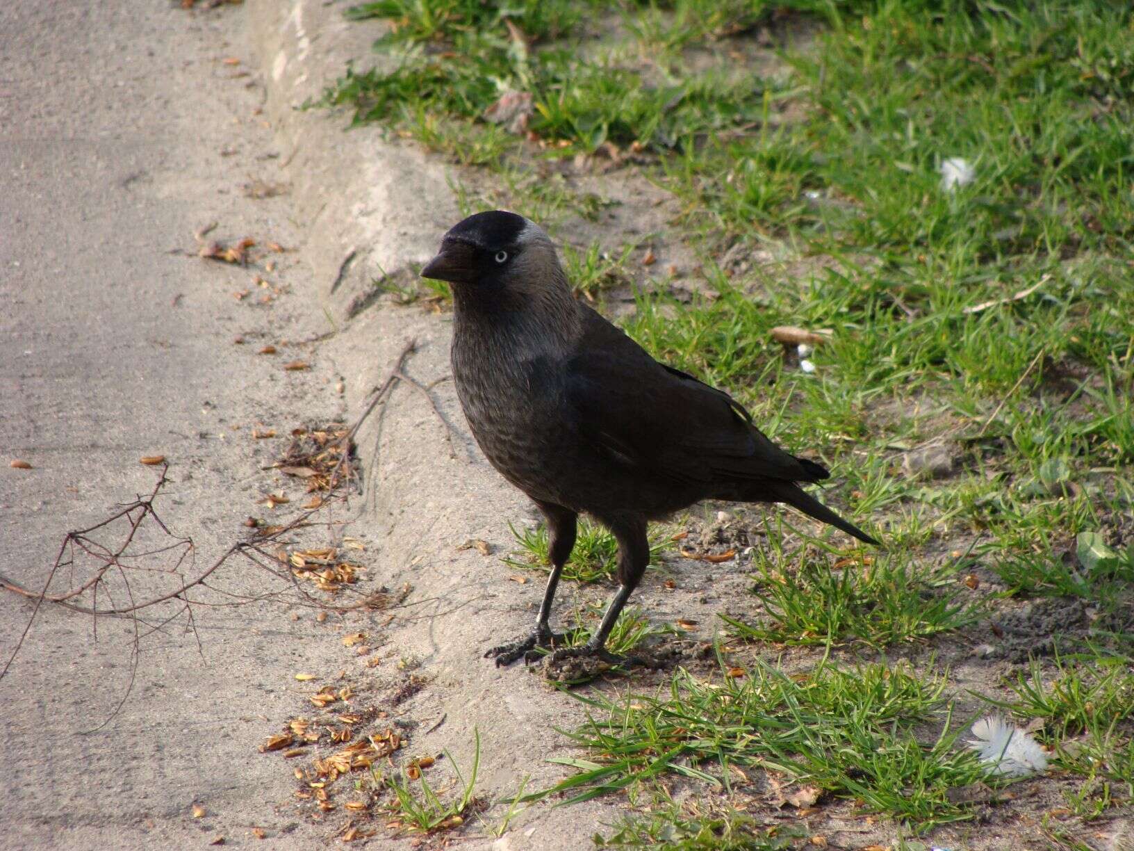 Image of Jackdaws