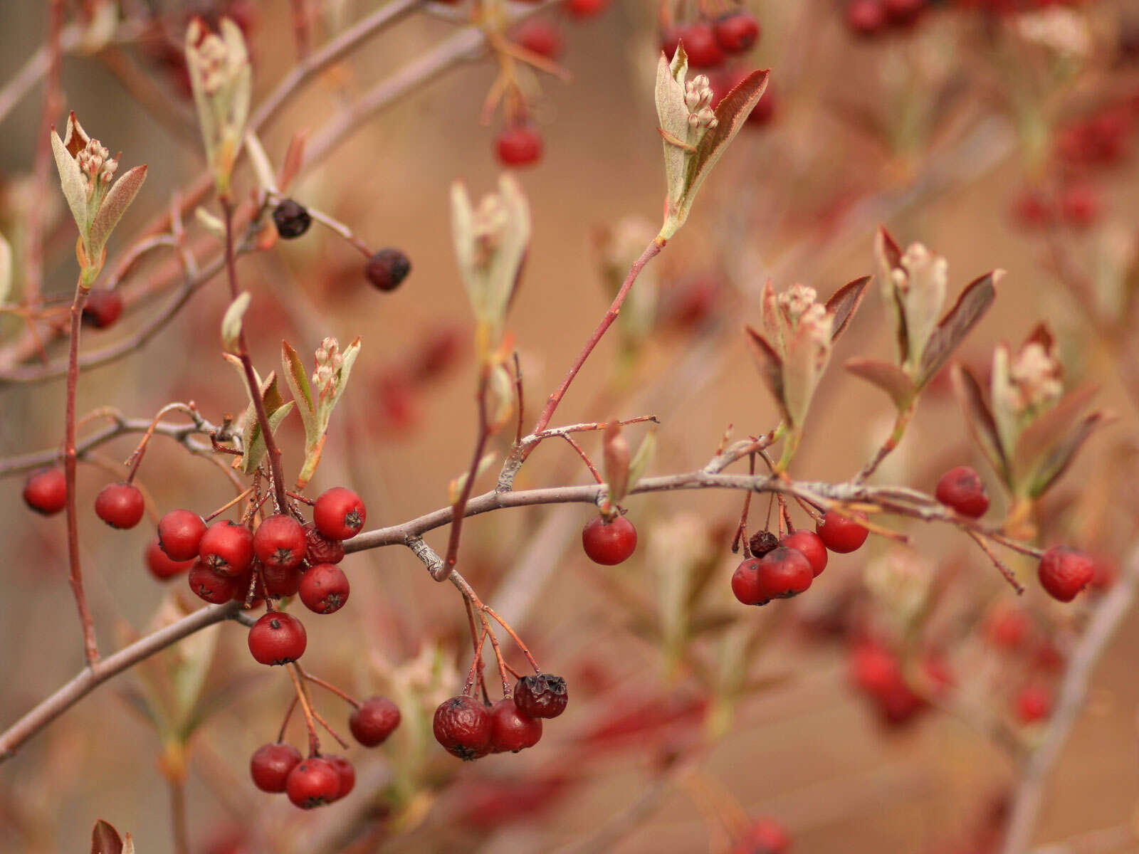 Image of Chokeberries