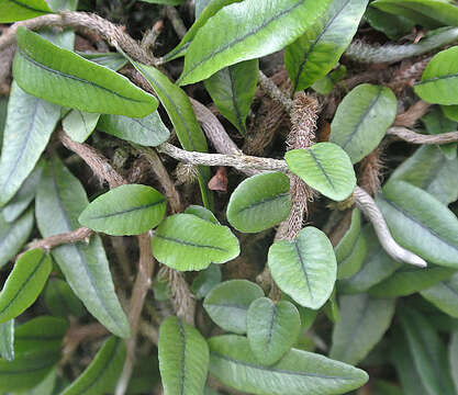 Image of Microgramma vaccinifolia (Langsd. & Fisch.) Copel.