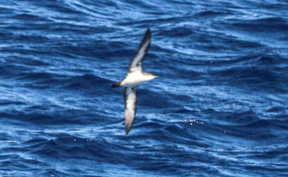 Image of Tahiti Petrel