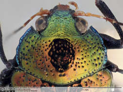 Image of <i>Chalcophyma fulgida reticulata</i> Jacoby 1876