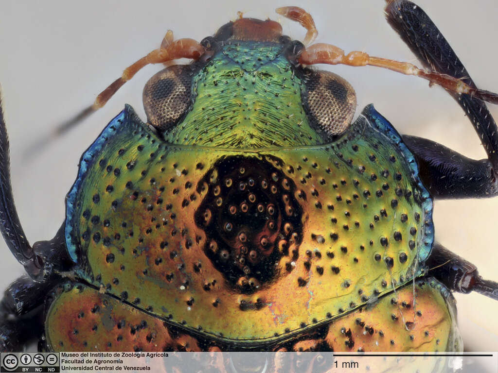 Image of <i>Chalcophyma fulgida reticulata</i> Jacoby 1876