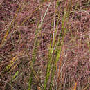 Eragrostis spectabilis (Pursh) Steud.的圖片