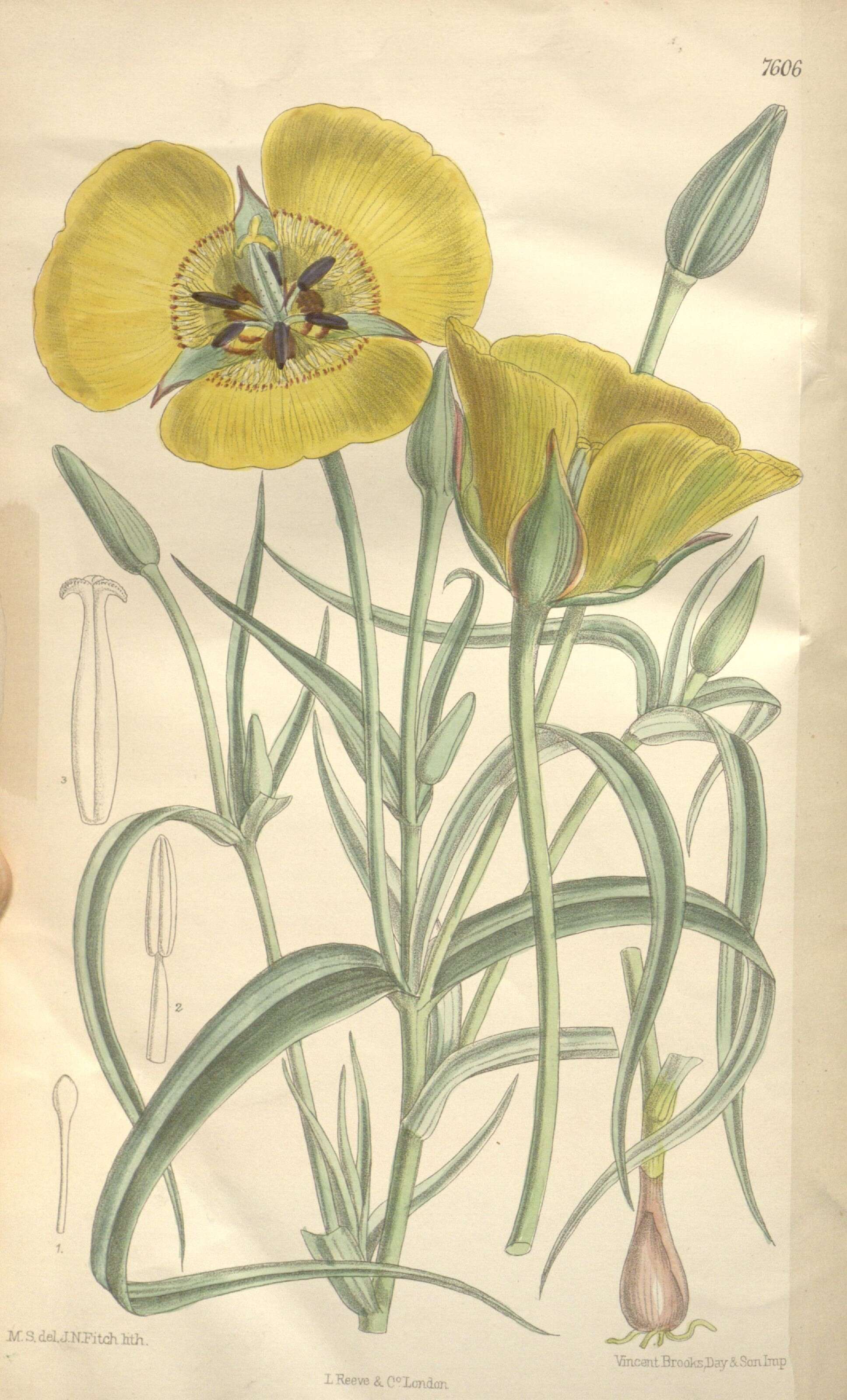 Image of clubhair mariposa lily