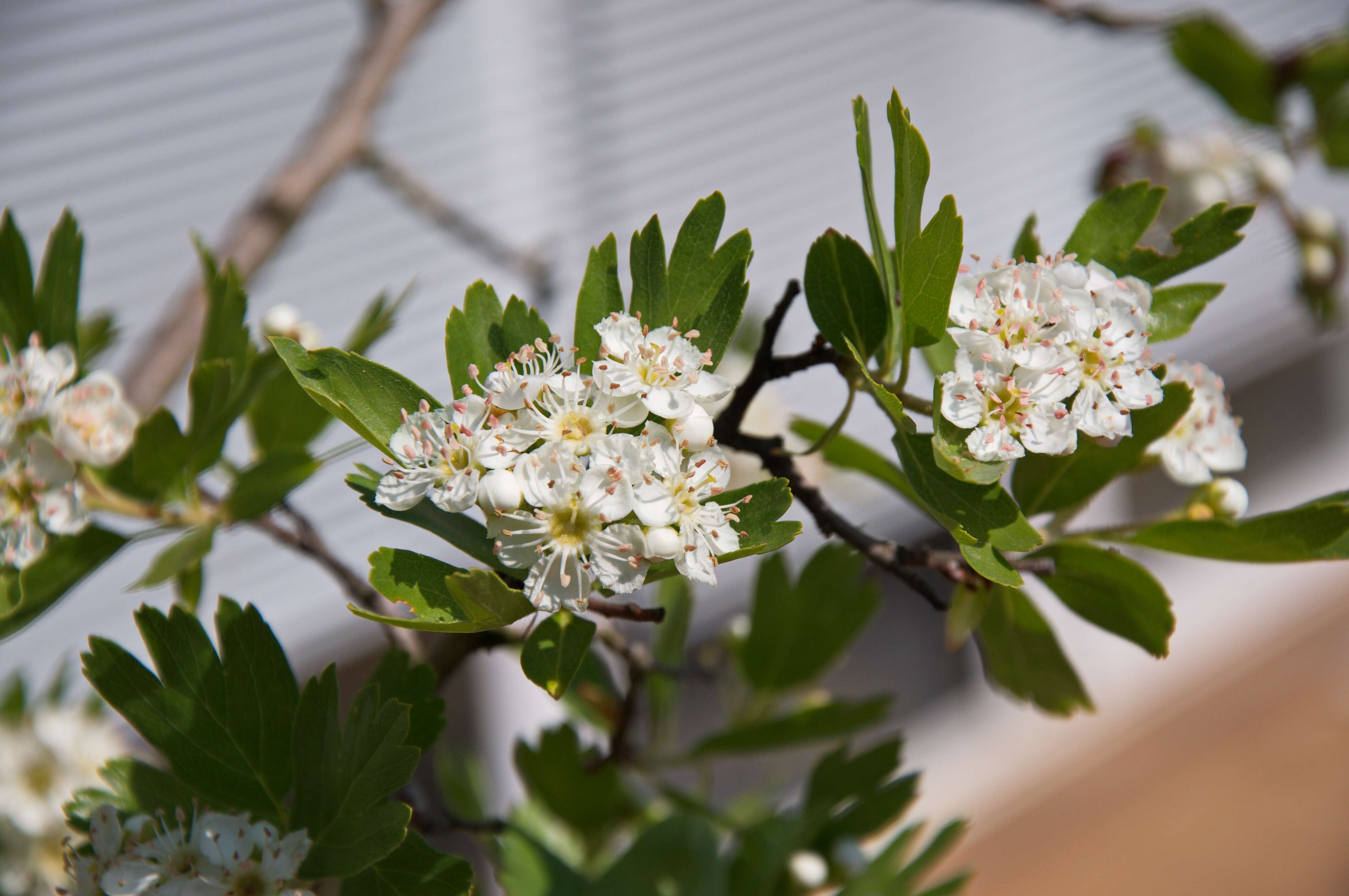 Image of Hawthorn