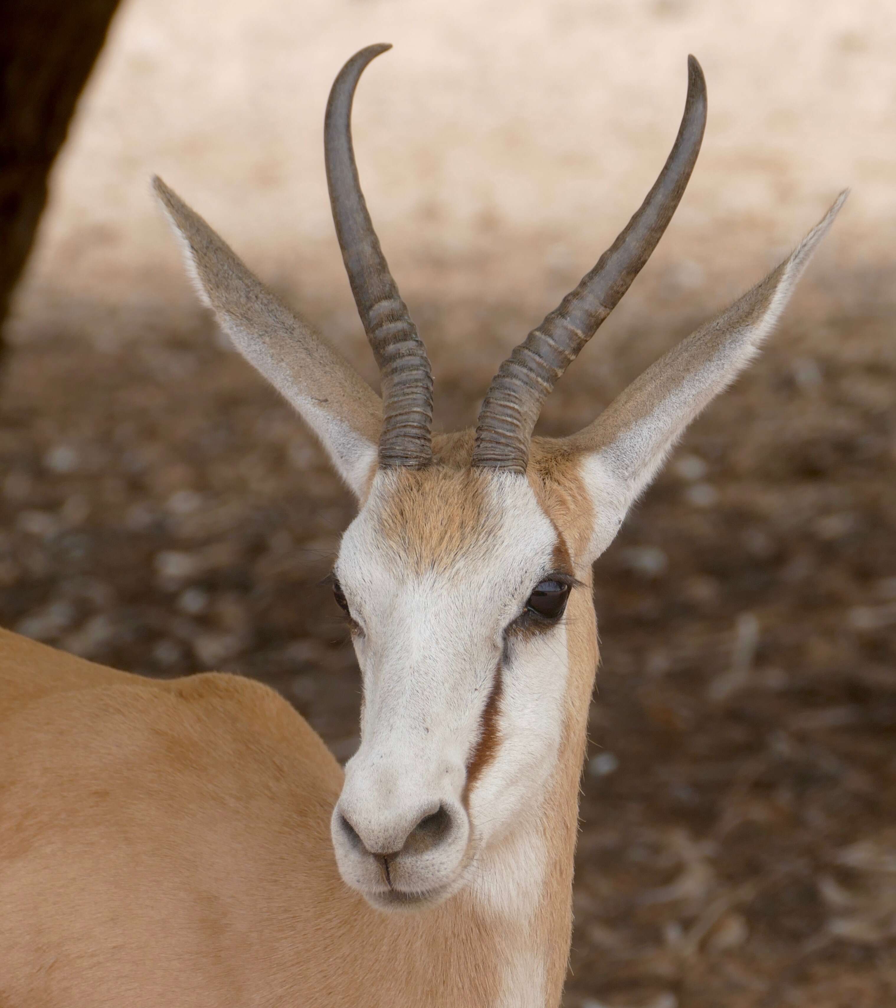 Image of Springbok