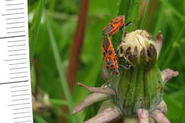 Image of black & red squash bug