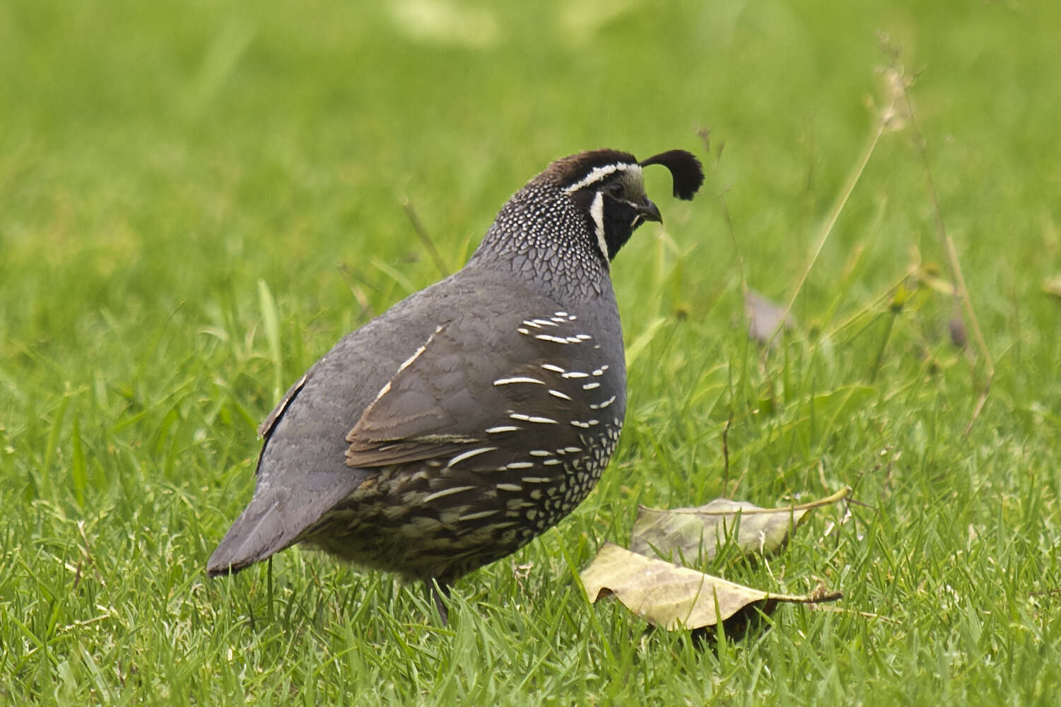 Image of Callipepla Wagler 1832