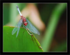 Sivun Erythrodiplax fusca (Rambur 1842) kuva