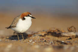 Image of Red-capped Dotterel