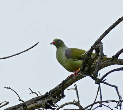 Image of African Green Pigeon