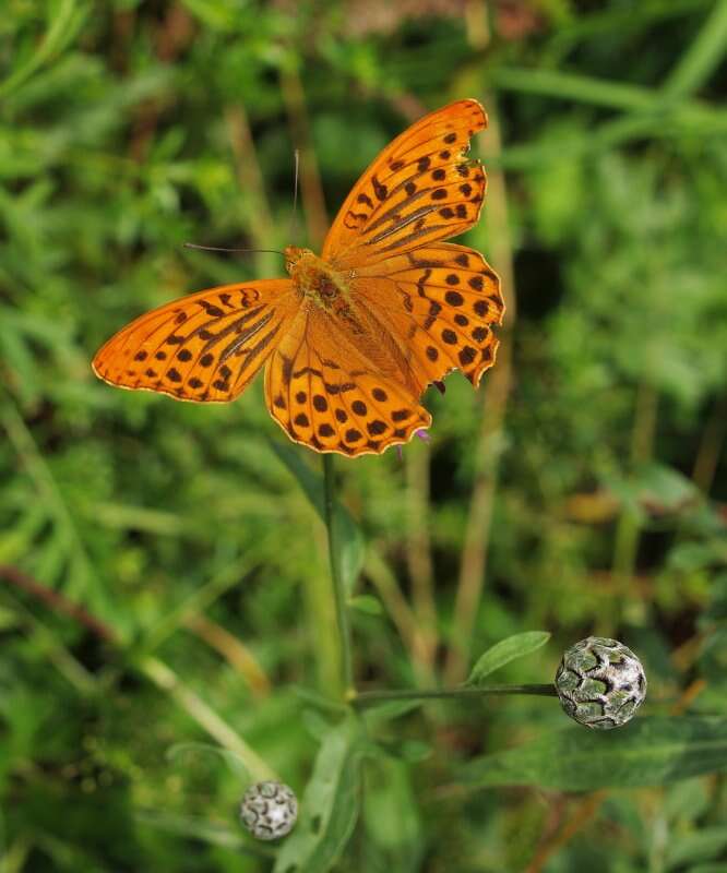 Imagem de Argynnis paphia Linnaeus 1758