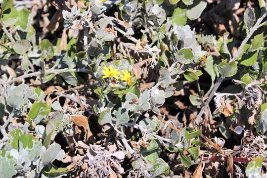 Image of Arctotheca populifolia (Berg.) T. Norl.