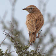 Image of Fawn-colored Lark