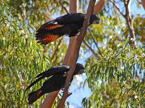 Image of Calyptorhynchus Desmarest 1826