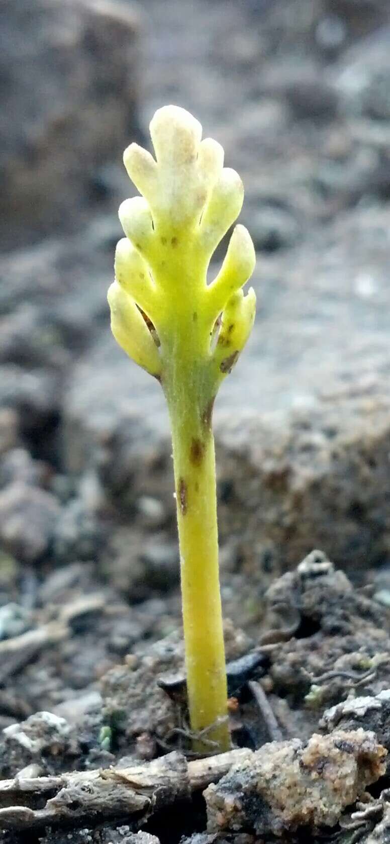 Image of Iowa moonwort