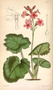 Image of Primula mollis Nutt. ex Hook.