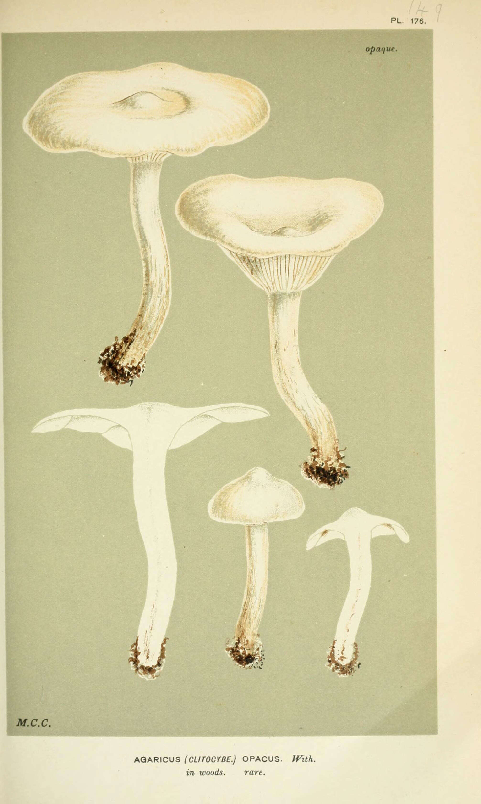 Image of <i>Agaricus opacus</i>