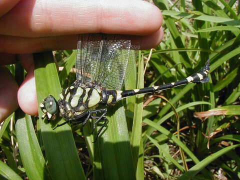 صورة Ictinogomphus rapax (Rambur 1842)