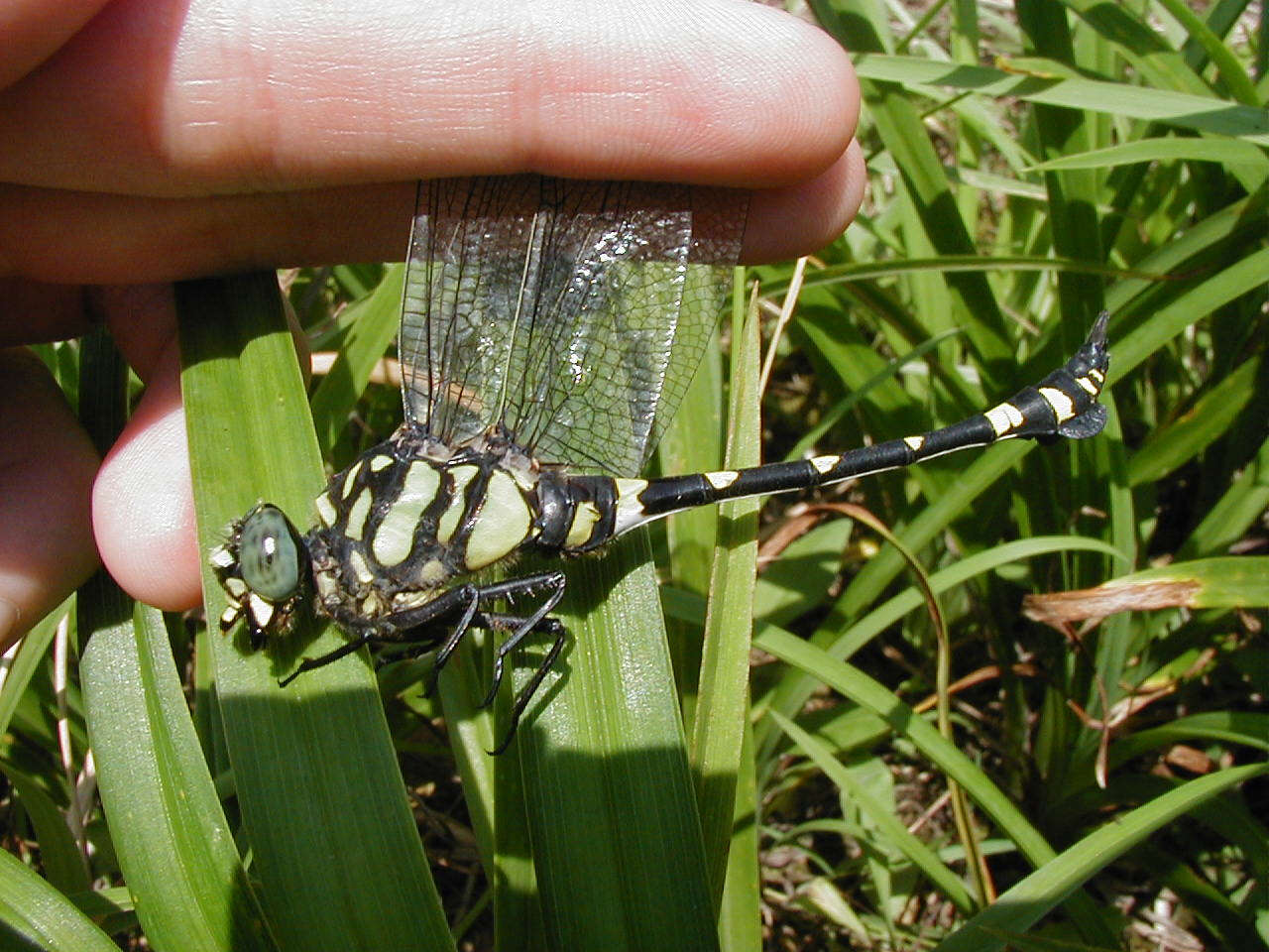 Imagem de Ictinogomphus rapax (Rambur 1842)