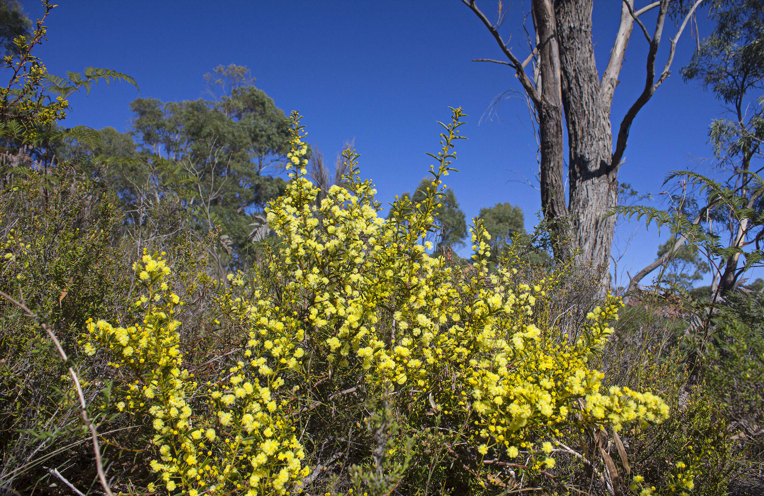 Image of early wattle