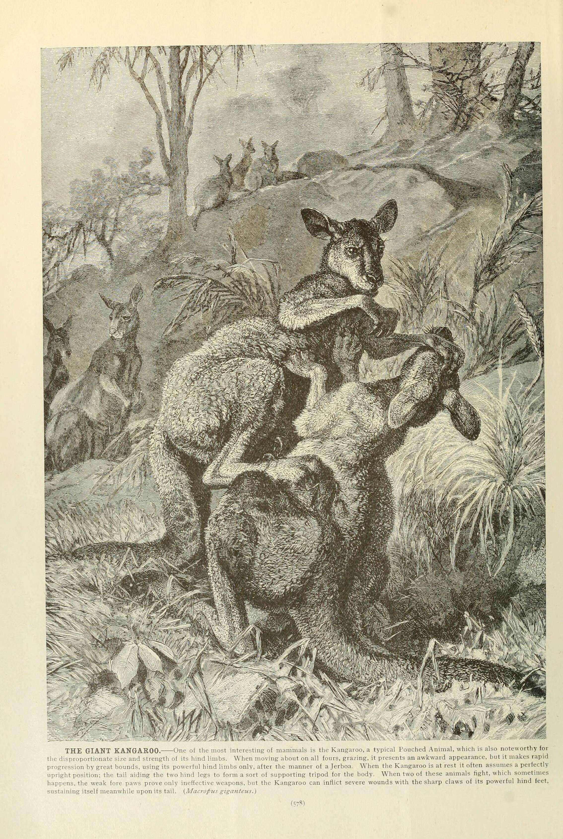 Image of kangaroo