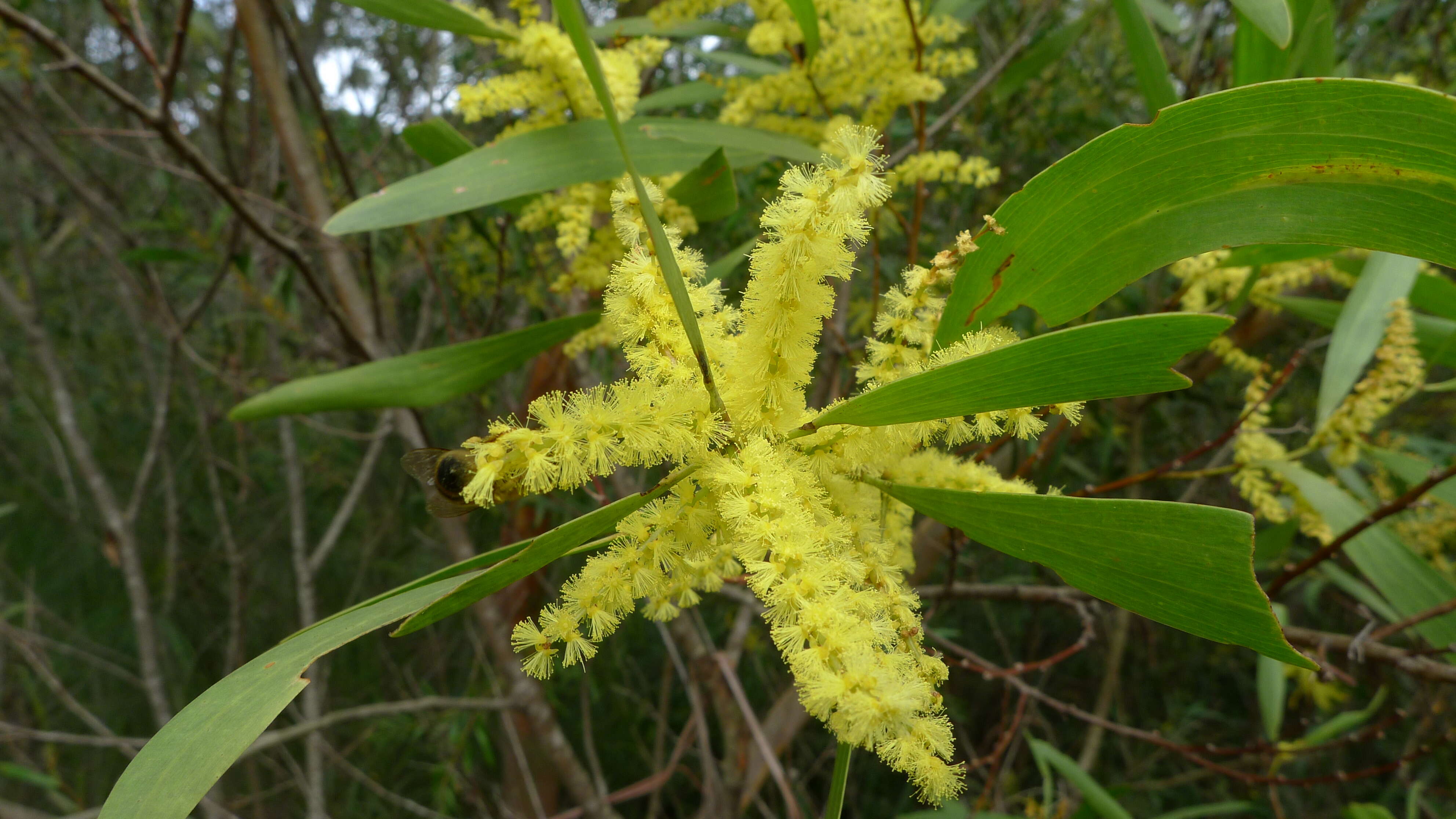 Image of Sydney golden wattle